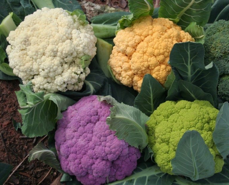 Couve-flor de diversas cores